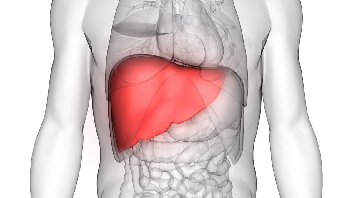 3d illustration human liver
