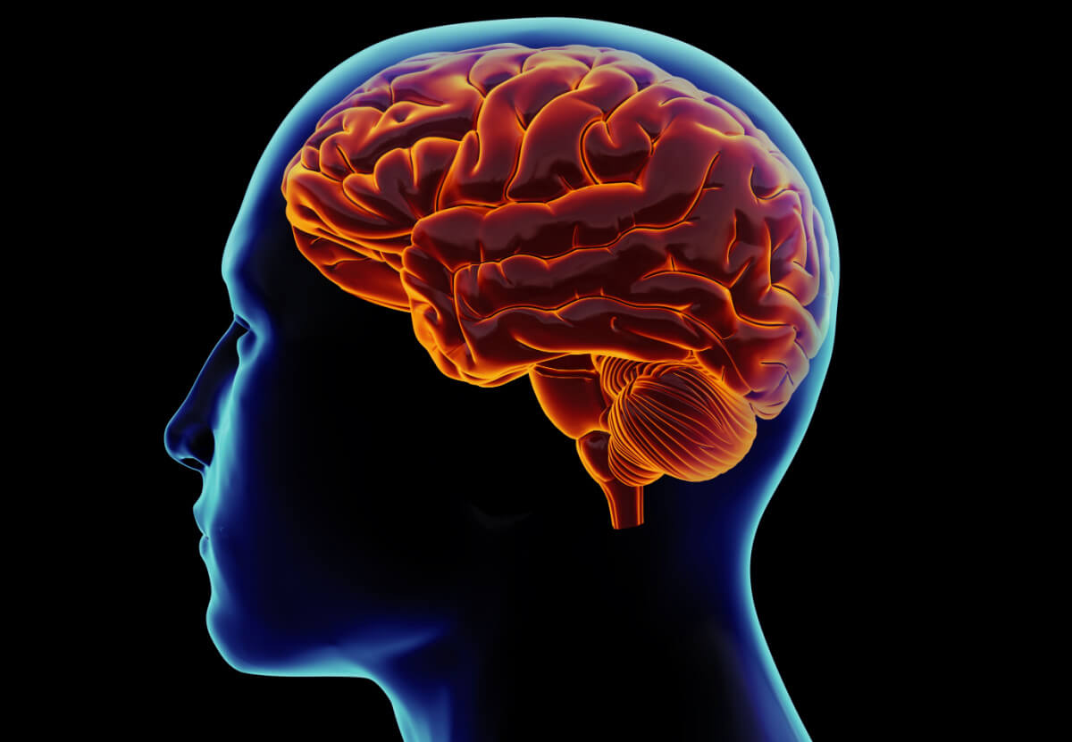 human brain in the head