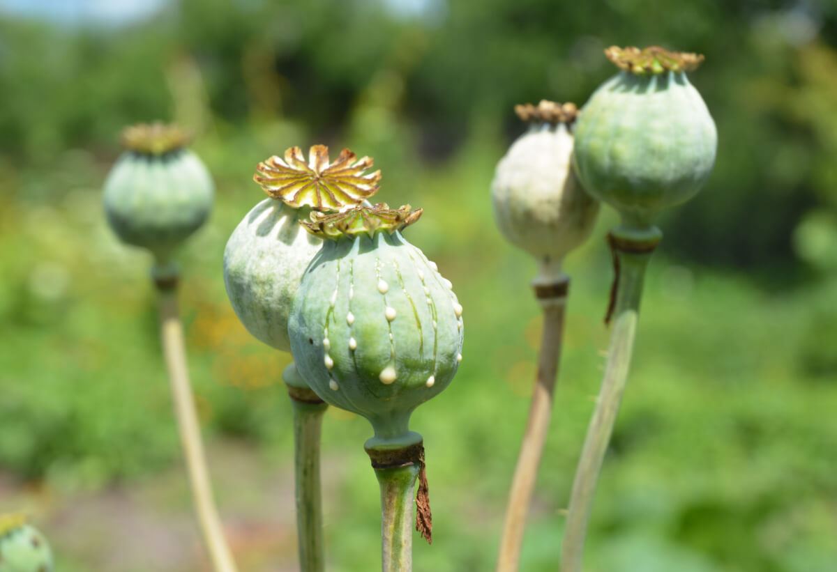 close-up opium poppy plant